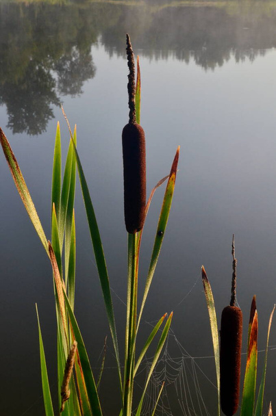 Cattail leaves and flower with spider tulips, growing near water, summer time. Acorus (Acorus Calamus) or sweet flag - 写真・画像