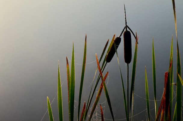 Cattail leaves and flower with spider tulips, growing near water, summer time. Acorus (Acorus Calamus) or sweet flag - Photo, Image