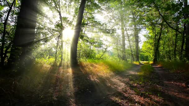 morning in a forest. summer landscape - Footage, Video