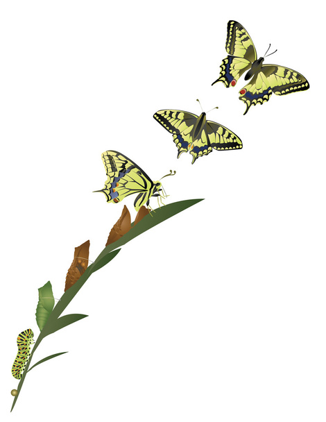 Life cycle of butterfly - Photo, Image