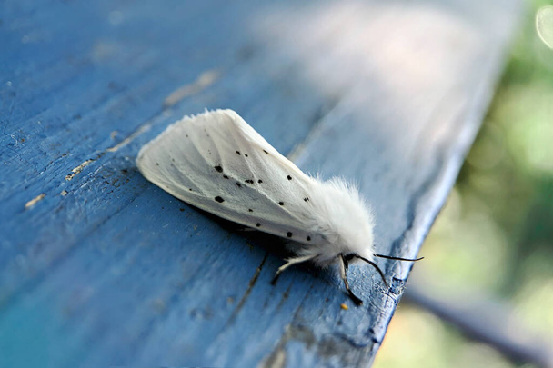 Eine weißrandige Motte auf einer blauen Holzbank im Garten - Foto, Bild