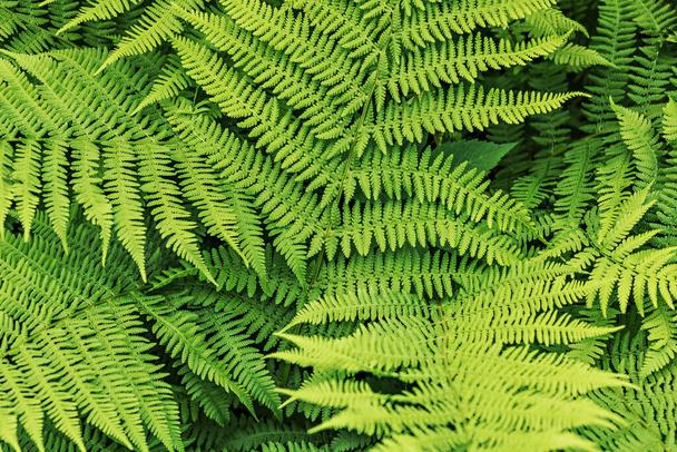 シダの緑の葉からの背景。夏時間 - 写真・画像