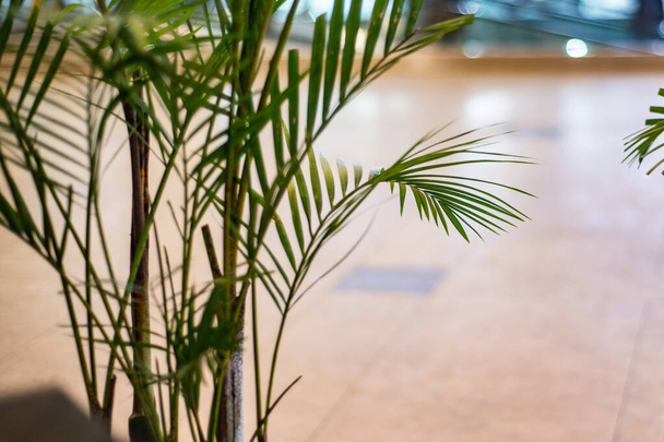 Зеленые живые растения в интерьере, внутреннее пальмовое дерево - Фото, изображение