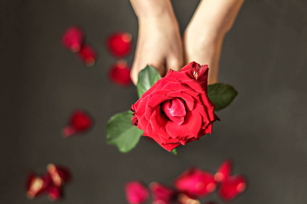 Piros rózsa női kezekben, fekete háttérrel, szirmokkal. Figyelem, figyelem! Valentin-nap - Fotó, kép