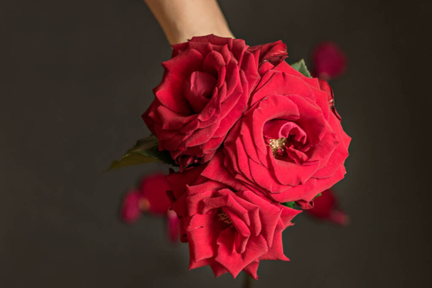 Bouquet of red roses in a female hand on a black background with petals. Attention sign. Valentine's Day - Photo, Image