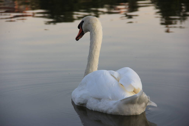 Cisne blanco nadando en el lago - Foto, Imagen