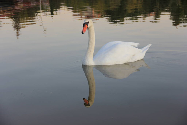 Fehér hattyú úszik a tóban - Fotó, kép