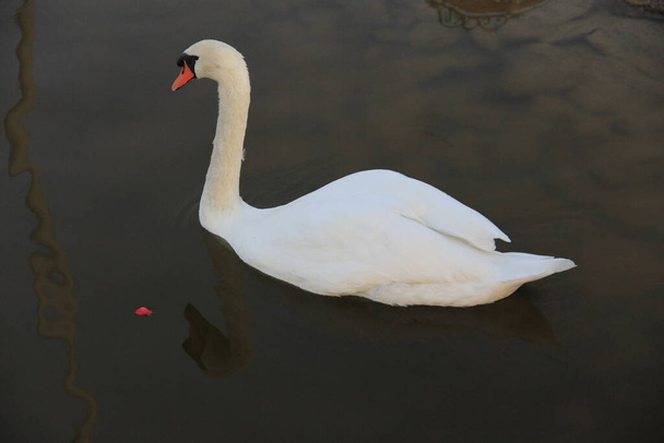 Cisne blanco nadando en el lago - Foto, imagen