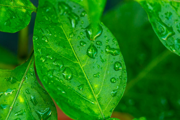 gouttes sur les feuilles vertes après la pluie en été - Photo, image