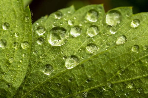 drops on green leaves after rain in summer - Φωτογραφία, εικόνα