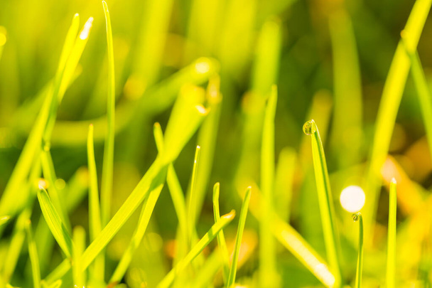 Čerstvá tráva s kapkami rosy. Zelená tráva s kapkami vody zblízka na slunečním pozadí - Fotografie, Obrázek