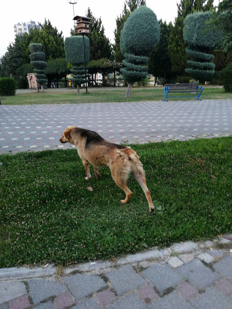 χαριτωμένο και τριχωτό σκυλί στον κήπο - Φωτογραφία, εικόνα