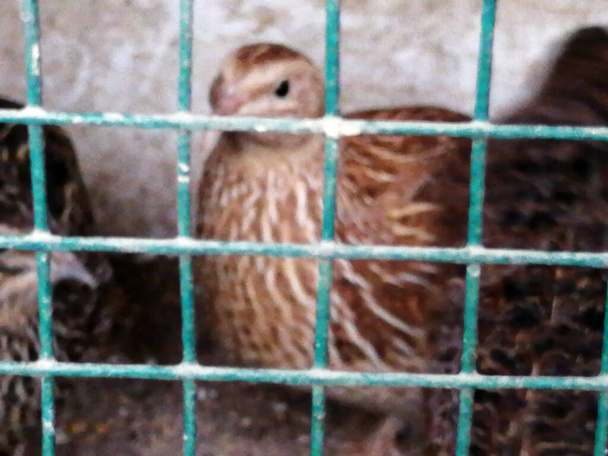 oiseaux mignons debout dans la cage - Photo, image