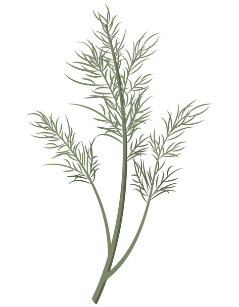 Dill in cartoon style. Fresh herb isolated on white background. - Vector, Image