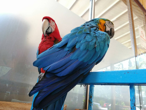ομιλητικός χαριτωμένος και πολύχρωμος παπαγάλοι - Φωτογραφία, εικόνα
