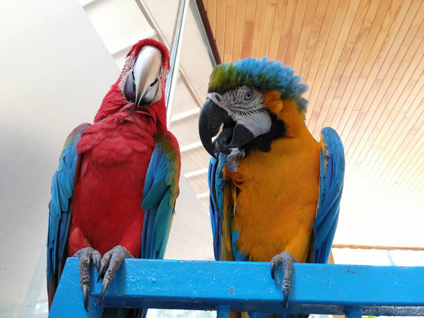 разговорчивые милые и красочные попугаи - Фото, изображение