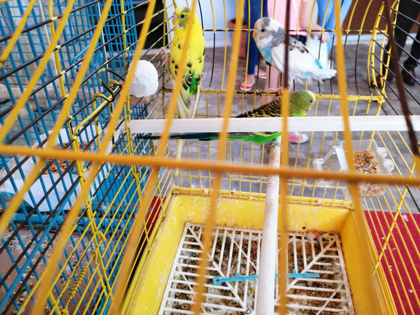 oiseaux mignons debout dans la cage - Photo, image