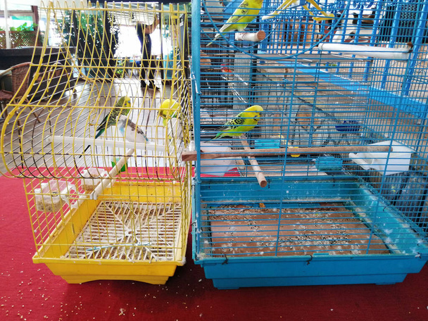 Niedliche Vögel stehen im Käfig - Foto, Bild
