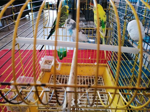 słodkie ptaki stojące w klatce - Zdjęcie, obraz