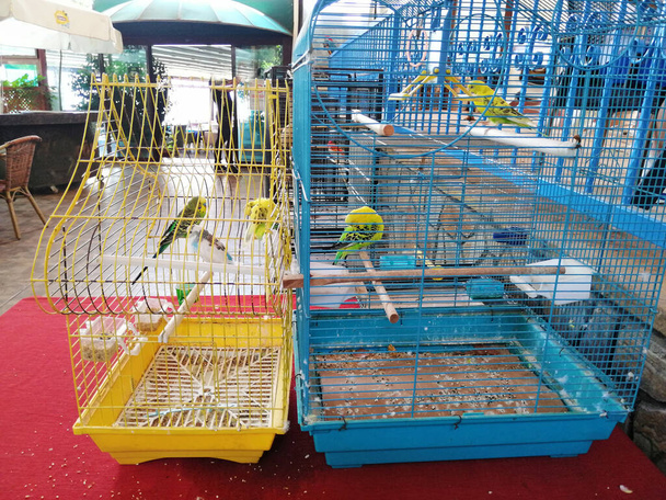 pájaros lindos de pie en la jaula - Foto, Imagen