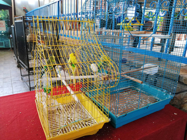 simpatici uccelli in piedi nella gabbia - Foto, immagini