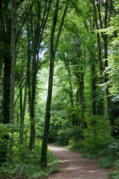 夏までに森の中の大きな木の眺め - 写真・画像