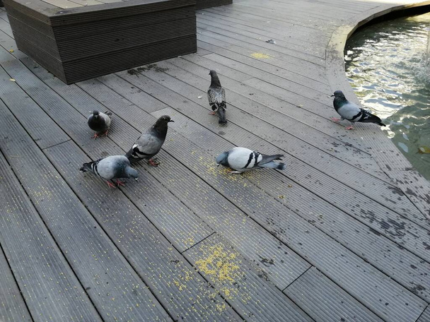 aves lindas y palomas que comen comida - Foto, imagen