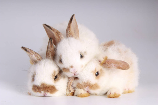 Schattige konijntjes op witte achtergrond. Jonge schattige konijntjes in veel actie en kleuren. Mooie huisdieren met pluizig haar.  - Foto, afbeelding