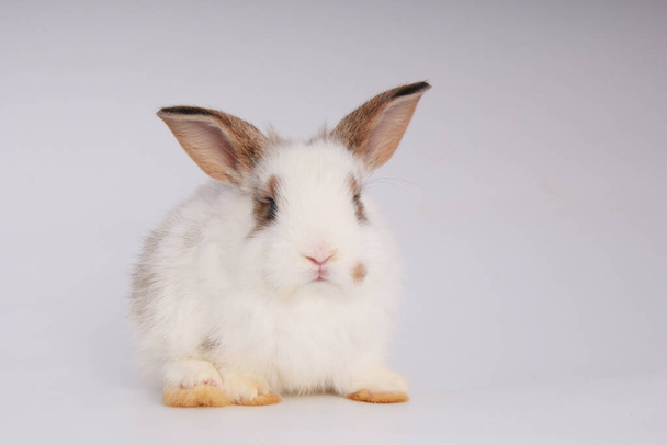 Baby adorable rabbit on white background. Young cute bunny in many action and color. Lovely pet with fluffy hair. Easter has rabbit as symbol celebration. - Photo, Image