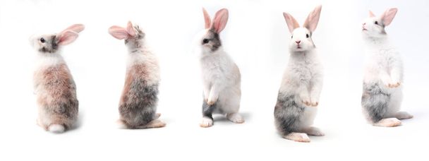 Primer plano de lindos conejos bebé aislados sobre fondo blanco - Foto, imagen