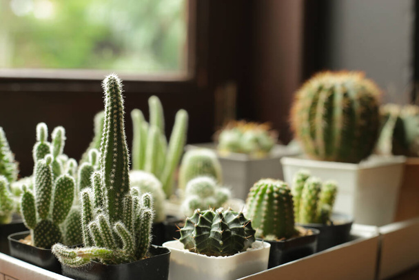 Wiele małych kaktusów doniczkowych w pudełkach, sadzone wewnątrz w pobliżu okna. - Zdjęcie, obraz