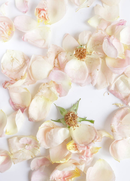 Tender  rose petals  fine art photo on white background - Foto, imagen