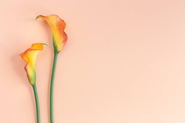 Kaunis keltainen Calla Liljat kukkia persikka pastelli taustalla. Litteä pano. Tekstipaikka. - Valokuva, kuva