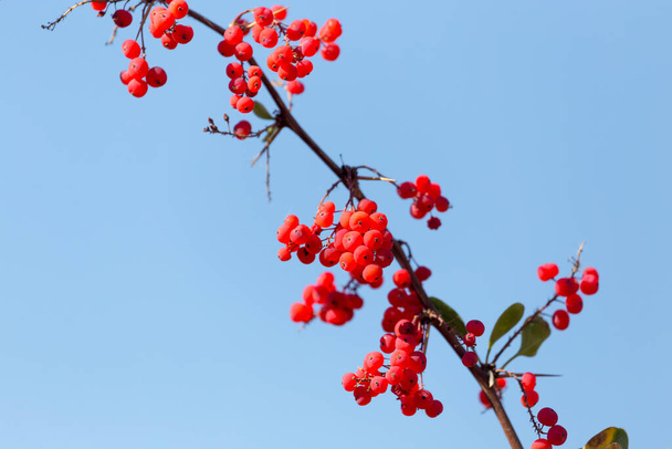red barberry against the blue sky . In the park in nature - Foto, Bild