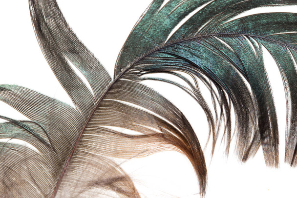 beautiful feather on white background . Photo of an abstract texture - Valokuva, kuva