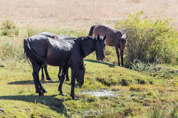 herd of horses in the pasture in the fall . - Foto, Imagen
