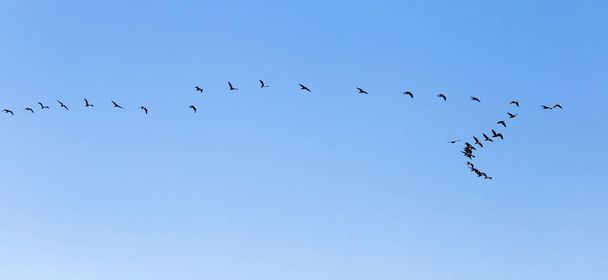 a flock of birds flying south in the blue sky . - Фото, изображение