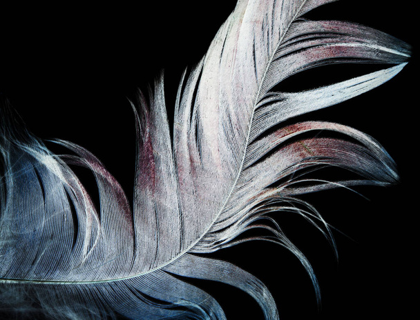 feather on a black background . Photo of an abstract texture - Φωτογραφία, εικόνα