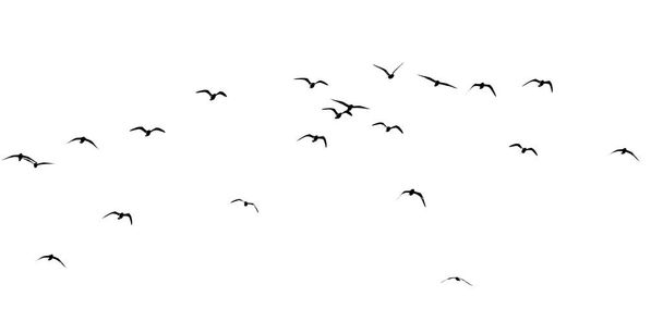 silhouette of a flock of birds on a white background . - Фото, зображення