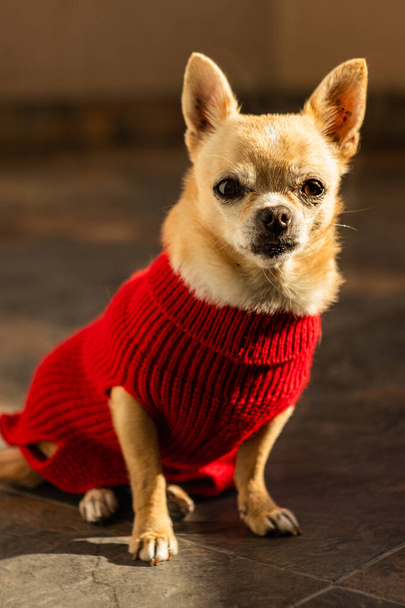 Chihuahua σκυλί ηλιοθεραπεία στο μπαλκόνι - Φωτογραφία, εικόνα