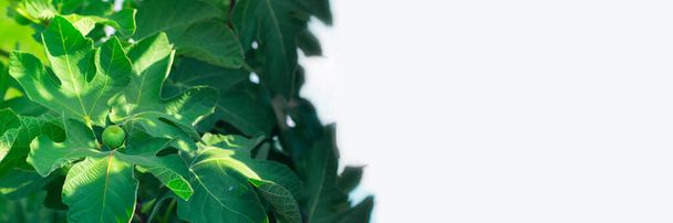 Rape green fig growing on a branch of tree with beautiful leaves in summer sun light. Long horizontal banner with white copy space. Exotic fruit harvest. Organic gardening and sweet food. - Фото, изображение