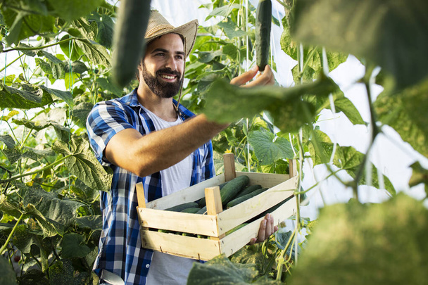 Mladý farmář podnikatel s kloboukem pěstující a produkující čerstvou ekologickou zeleninu. Pracovník sbírá okurky a připravuje se na prodej. - Fotografie, Obrázek