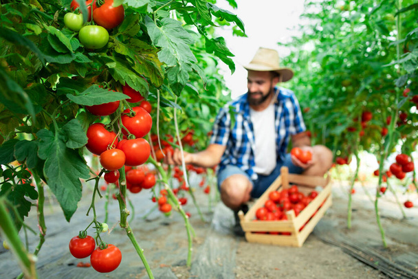 有機食品農場。新鮮な熟したトマトの野菜を摘み、木製の箱に入れる農家。トマトを中心に. - 写真・画像