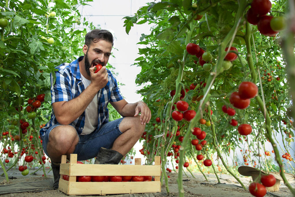 Fiatal, szakállas gazdák kóstolgatják a paradicsomot és ellenőrzik az organikus élelmiszerek minőségét az üvegházban. Ökológiai élelmiszerek és zöldségek előállítása. - Fotó, kép