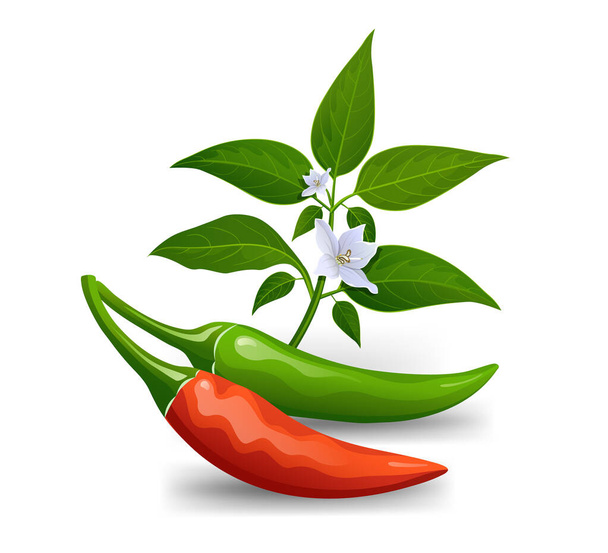 Thaise paprika rood en groen fris met bladeren en chili bloem realistisch ontwerp, geïsoleerd op witte achtergrond, Eps 10 vector illustratie - Vector, afbeelding