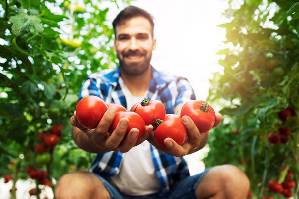 Close up view of tomato vegetable. Shot of smiling farmer holding tomatoes in his hand while standing in organic food farm. - Photo, Image
