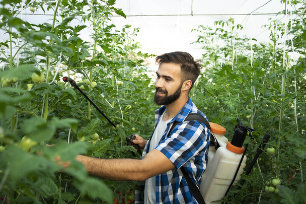 Organic vegetable food farm. Young bearded farmer worker spraying plants with pesticides to protect against disease. Holding sprayer and taking care of crops. - Photo, Image