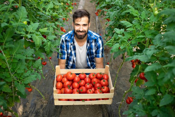 Молодой бородатый фермер держит в саду свежесобранные помидоры. Производство органических продуктов питания. - Фото, изображение