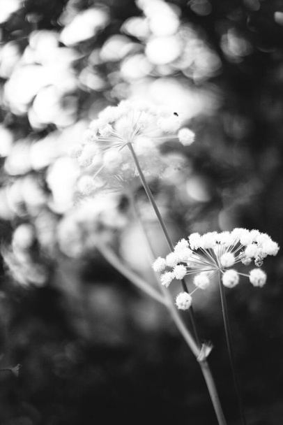 Abstract monochrome texture of nature, natural background from plants - Photo, image
