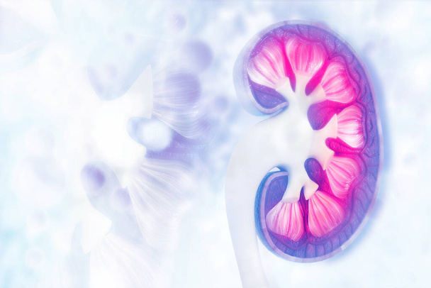 Průřez lidských ledvin na vědeckém podkladě. 3D ilustrace - Fotografie, Obrázek